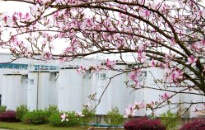 龍城四月天，最美在司能